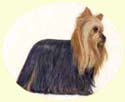 Click for larger image of Yorkshire Terrier painting - Yorkie