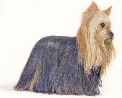 Pet Portraits - Dog paintings - Yorkshire Terrier