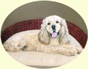 Click for larger image of American Cocker Spaniel painting