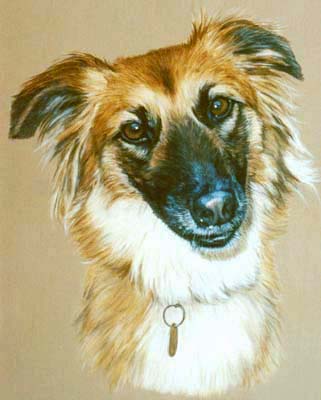 Pet Portraits - Australian Shepherd Dog in Watercolours