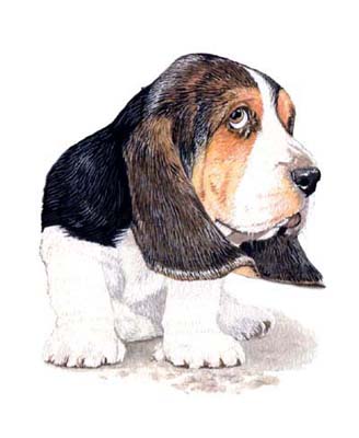 Pet Portraits - Basset Hound Painting by Isabel Clark