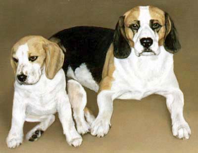 Pet Portraits - 2 Beagles - Oils
