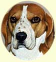 Click for Large Beagle Image
