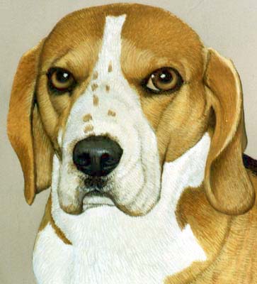 Pet Portraits - Beagle - Bracken in Watercolours