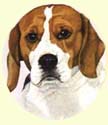 Click for Large Beagle Image
