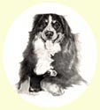Click for larger image of Bernese Mountain Dog