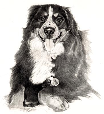 Pet Portraits - Bernese Mountain Dog - Mum and Pup Pencil Study