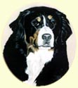 Click for larger image of Bernese Mountain Dog