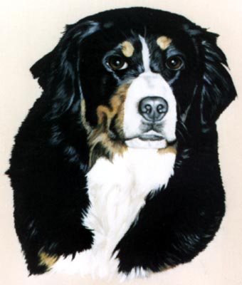 Pet Portraits - Bernese Mountain Dog Head Study - Aysha - Oils