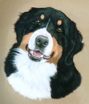 Pet Portraits - Bernese Mountain Dog - Head Study of Bryn in Oils