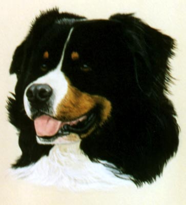 Pet Portraits - Bernese Mountain Dog Head Study in Watercolours