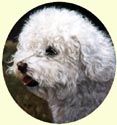 Click for larger image of Bichon Frise painting