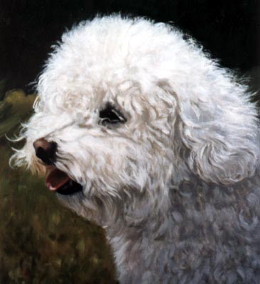 Pet Portraits - Bichon Frise Painting
