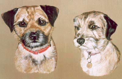 Pet Portraits - 2 Border Terriers - dog paintings