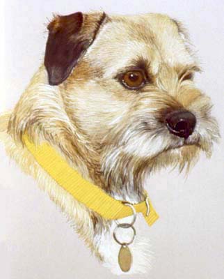 Pet Portraits - Border Terrier with Yellow Collar - Watercolours