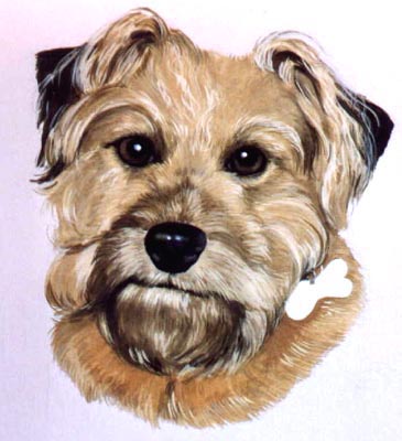Pet Portraits - Border Terrier Head Study - Poppy 2 - Watercolours