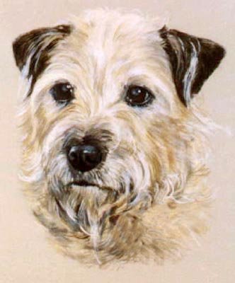 Pet Portraits - Border Terrier Head Study - Suzie