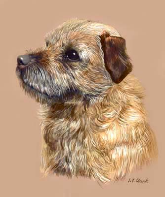 Pet Portraits - Border Terrier - Watercolours