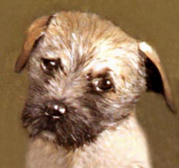 Pet Portraits - Border Terrier Head Study 3 - Oils