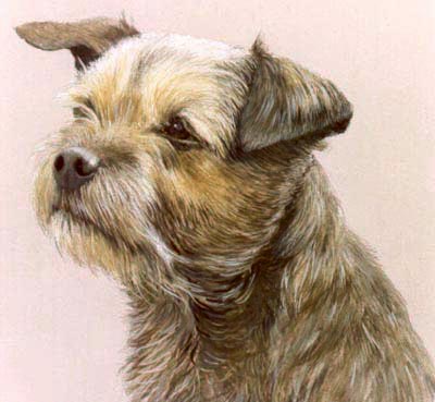 Pet Portraits - Border Terrier Thomas - Watercolours