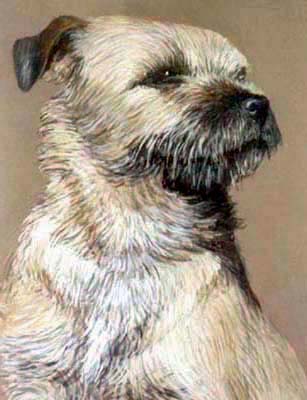 Pet Portraits - Border Terrier Quake - Watercolours