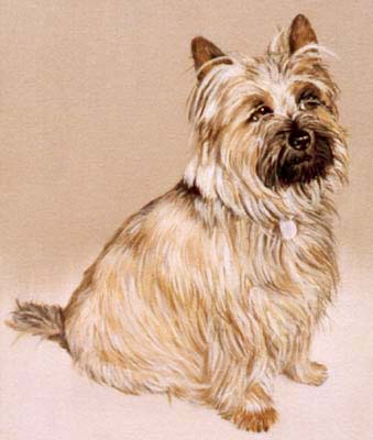Pet Portraits - Terriers - Cairn Terrier Max  in Oils