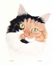 Pet Portraits - Cat paintings by Isabel Clark - English artist