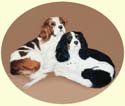 Click for larger painting of Cavalier King Charles Spaniel