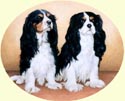 Click for more images of Cavalier King Charles Spaniels