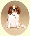 Click for larger image of Cavalier King Charles Spaniel painting