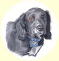 Click for larger image of Cocker Spaniel dog painting