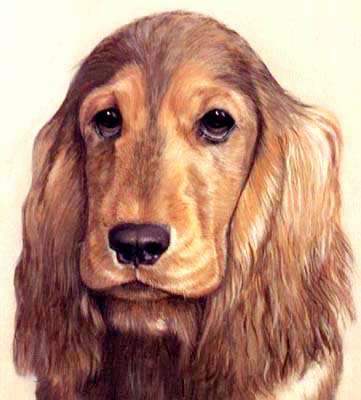 Dog Portraits - Pet Portraits - Cocker Spaniel Paintings