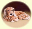 Click for larger image of Dachshound dog painting