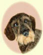 Click for larger image of Dachshound dog painting