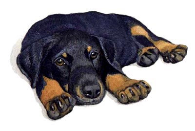 Dobermann Pup