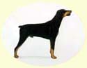 Click for larger image of Doberman painting