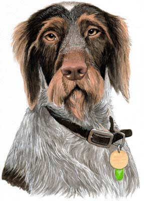 Pet Portraits - Wire Haired German Pointer Frank - Watercolours
