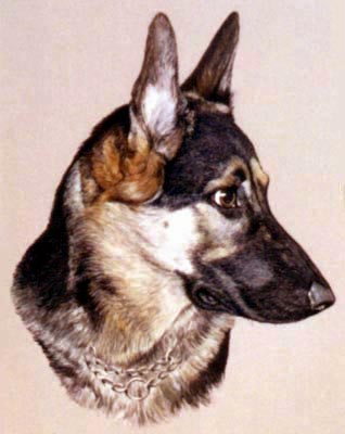 Pet Portraits - Dog Paintings from Your Favourite Photos - German Shepherd Head Study in watercolours