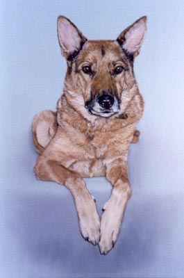 Pet Portraits - Dog Paintings from Your Favourite Photos - German Shepherd - Oils on Canvas
