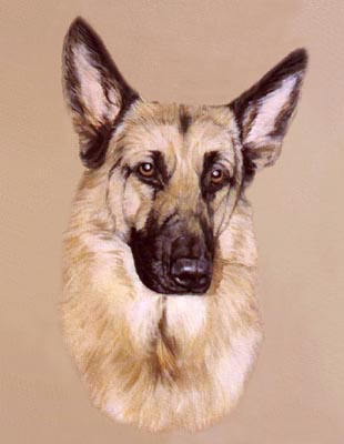 Pet Portraits - Dog Paintings from Your Favourite Photos - German Shepherd Scraggy - Oils on Canvas