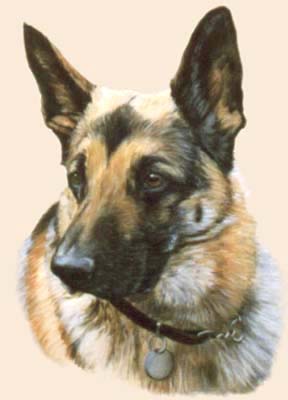 Pet Portraits - Dog Paintings from Your Own Photos - German Shepherd Head Study in Oils - Alsatian