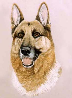 Pet Portraits - Dog Paintings from Your Own Photos - German Shepherd Head Study Max - Watercolours - Alsation