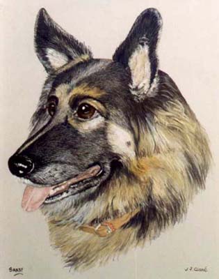 Pet Portraits - Dog Paintings from Your Favourite Photos - German Shepherd Head Study Sandy - Watercolours
