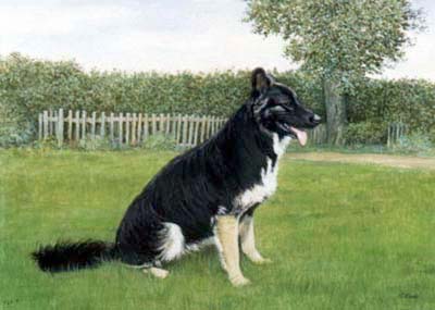 Pet Portraits - Dog Paintings from Your Own Photos - German Shepherd Full Body Study - Ted - Watercolours