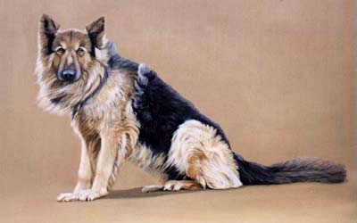 Pet Portraits - Dog Paintings from Your Own Photos - German Shepherd Full Body Study - Khan (Alsatians)