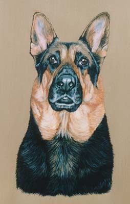 Pet Portraits - German Shepherd Dog (Alsatian) Tia in Oils