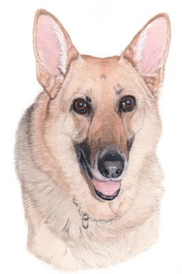 Pet Portraits - German Shepherd Painting