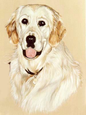 Pet Portraits - Dog Paintings from Your Own Photos - Golden Retriever