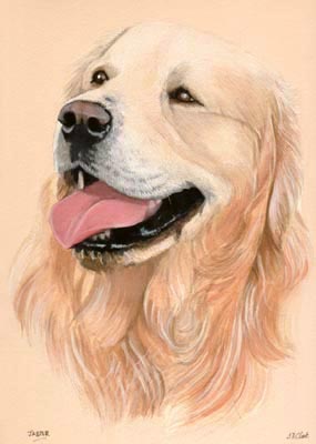 Pet Portraits - Dog Paintings from Your Own Photos - Golden Retriever in Watercolours