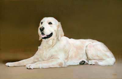 Pet Portraits - Golden Retriever Lying Down - Oils on Canvas